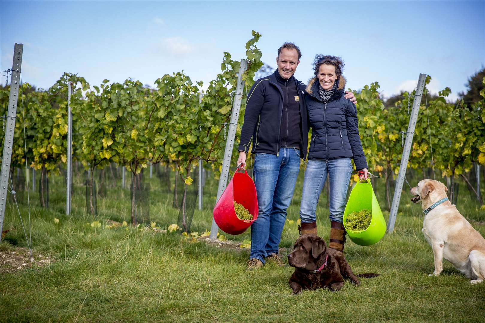 Charles and Ruth Simpson bringing in the grapes at their wine estate in Barham
