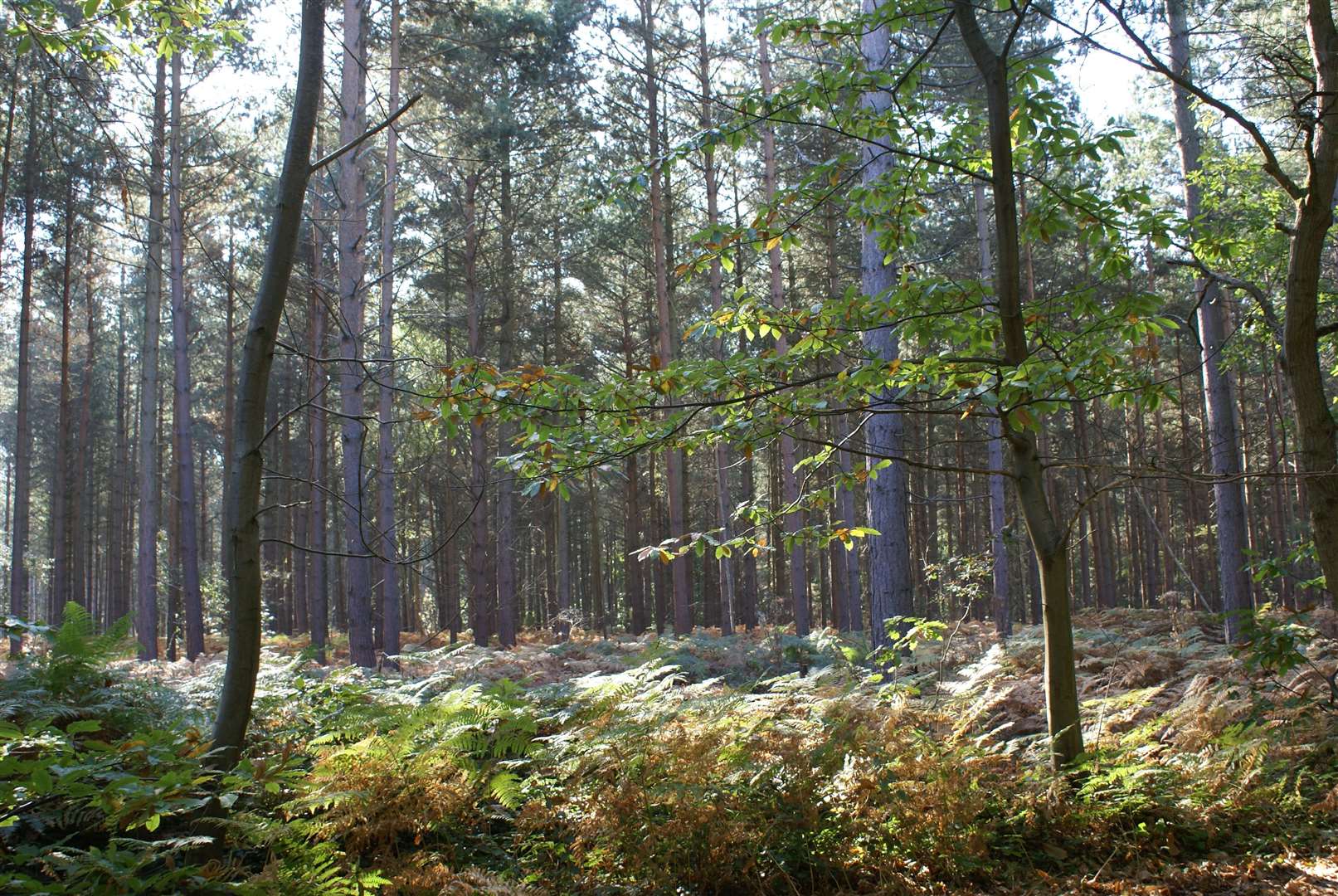 Blean Woods where the rewilding project will take place. Picture: Ray Lewis