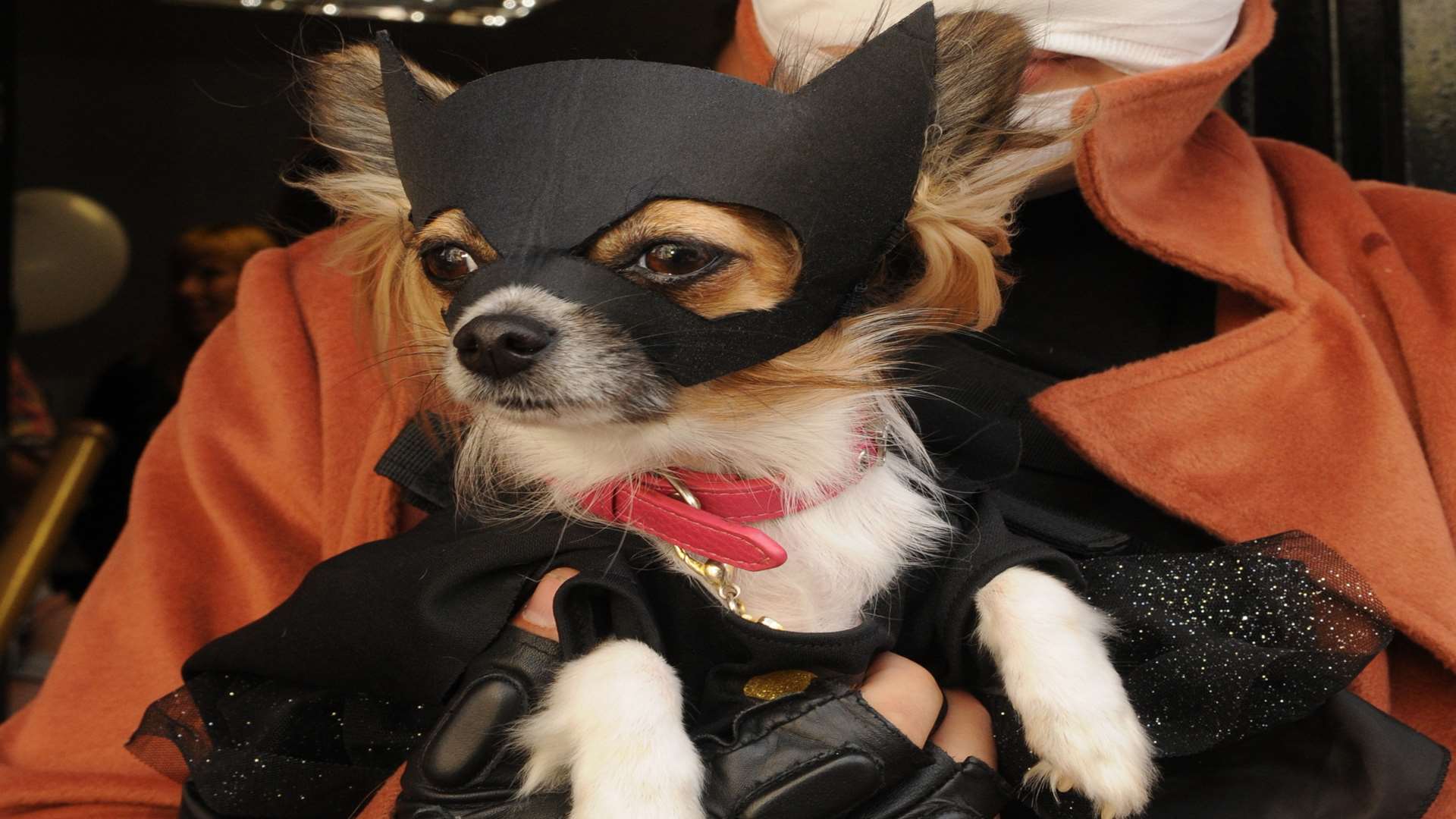 Bat-dog Thumberlina Munchkin-Stewart