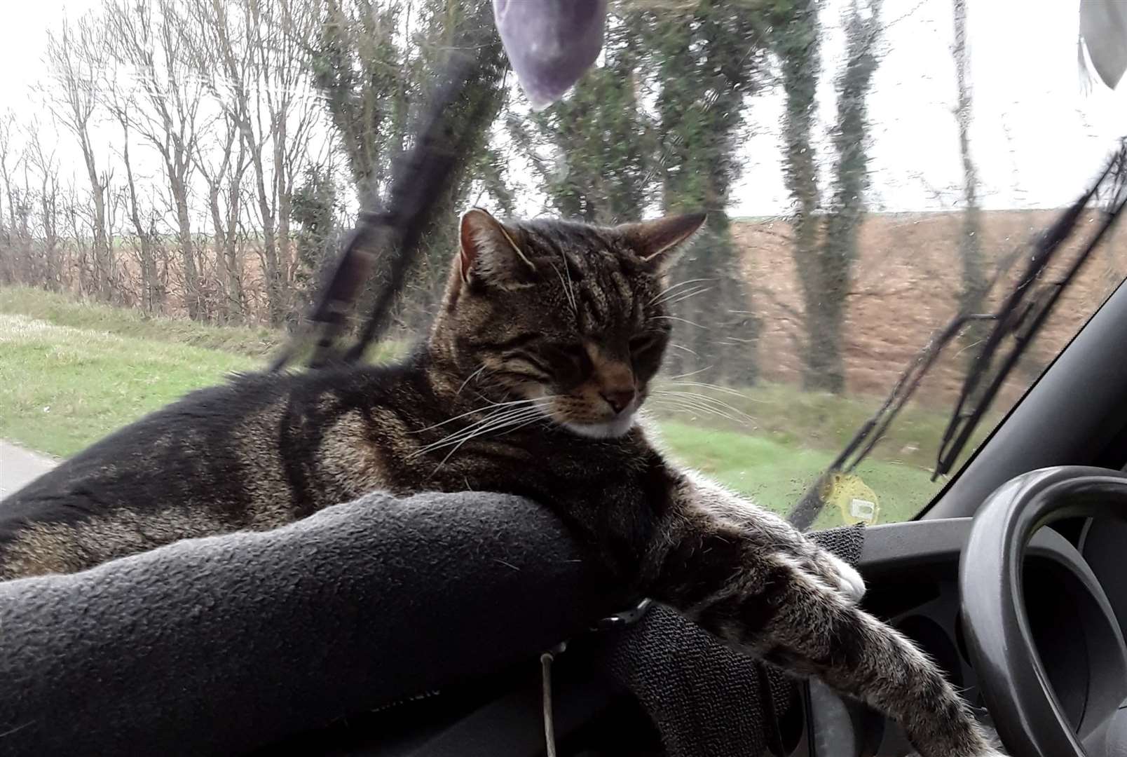 One of Julie's cats that lives with her in the van