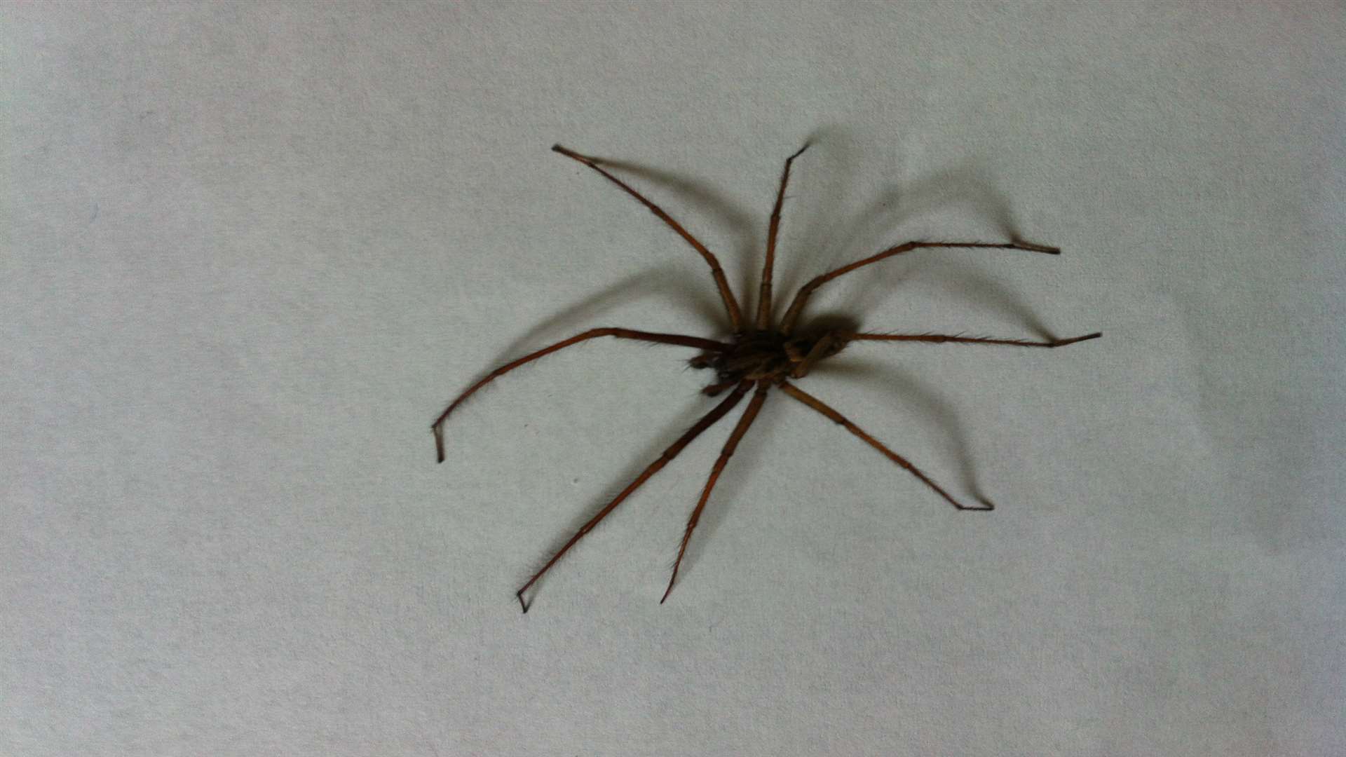 Gillingham Girl Bitten By Uks Most Venomous Spider The False Widow