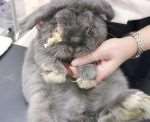 One of the rabbits, which was suffering from an eye infection