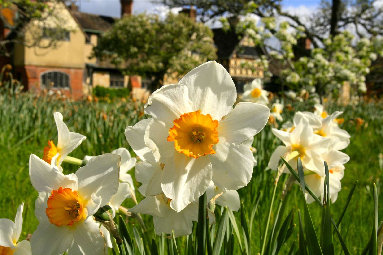 Dazzling Daffodils at Hever (31145908)