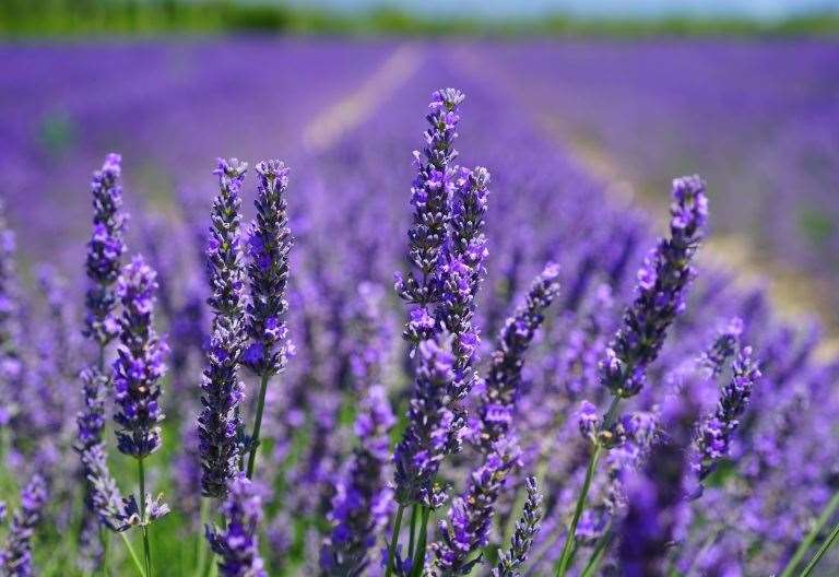 Where to find lavender fields and pick-your-own sunflowers in Kent this summer