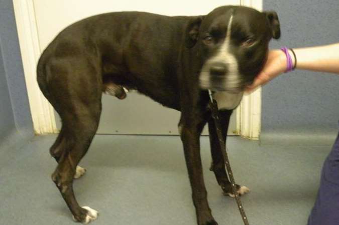 This Staffordshire bull terrier was also taken from the Fackrell brothers by the RSPCA