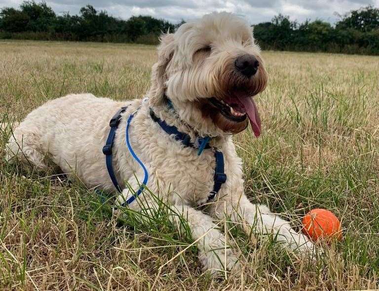 Rosie is a five-year-old goldendoodle. Picture: Battersea