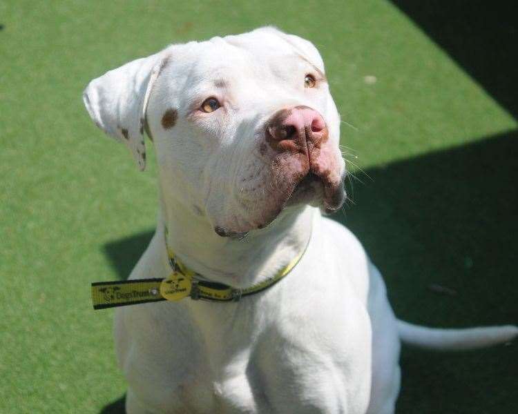 Freckles is an American bulldog. Pic: Dogs Trust