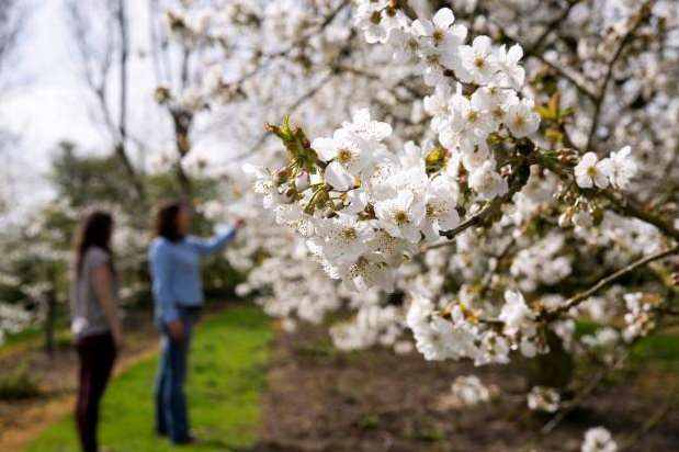 Cherry blossom at AR Neaves farm near Canterbury