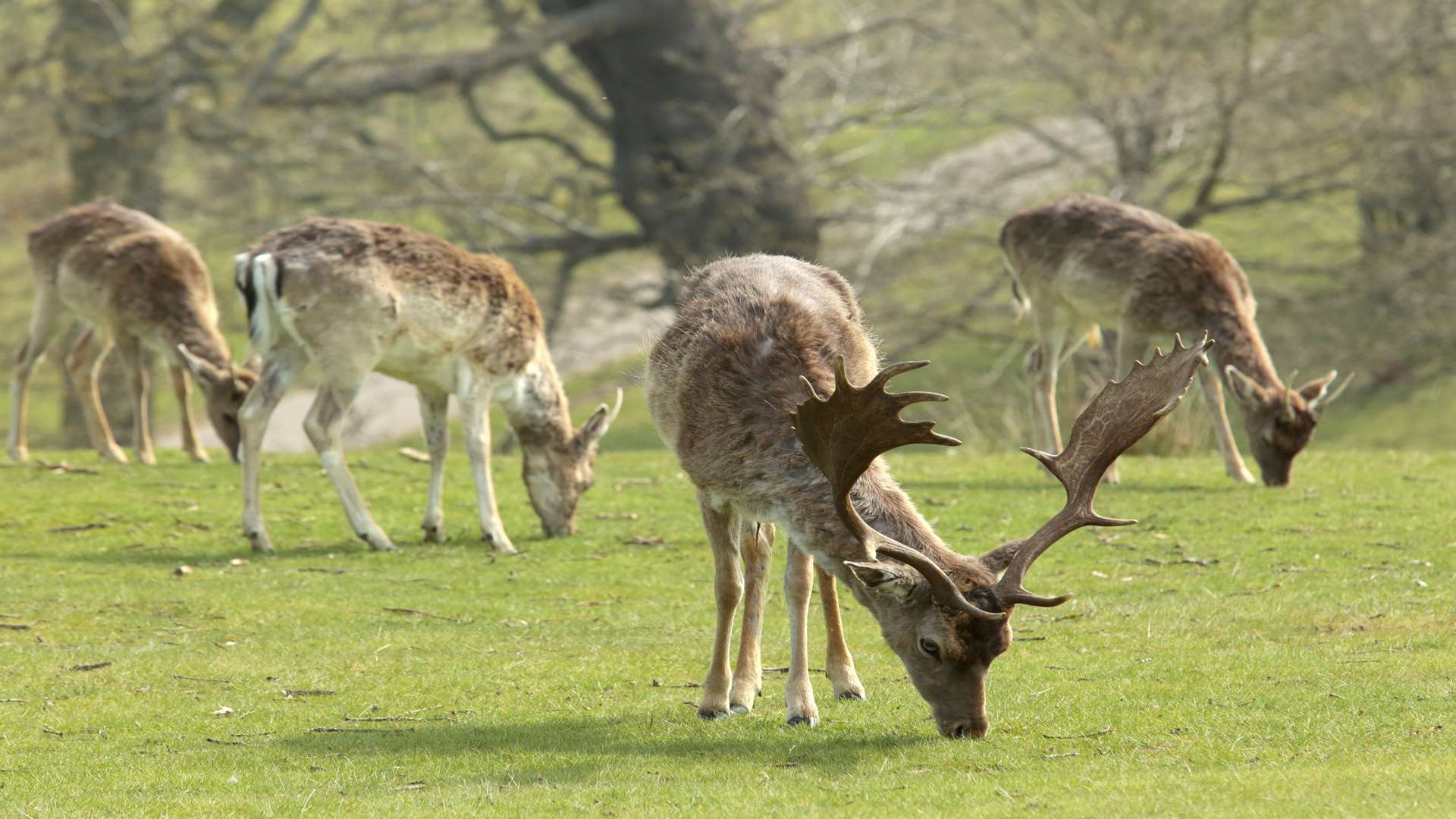 Some of the Knole Park residents