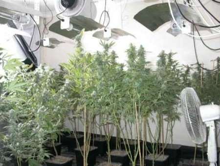 Some of the cannabis plants found by police