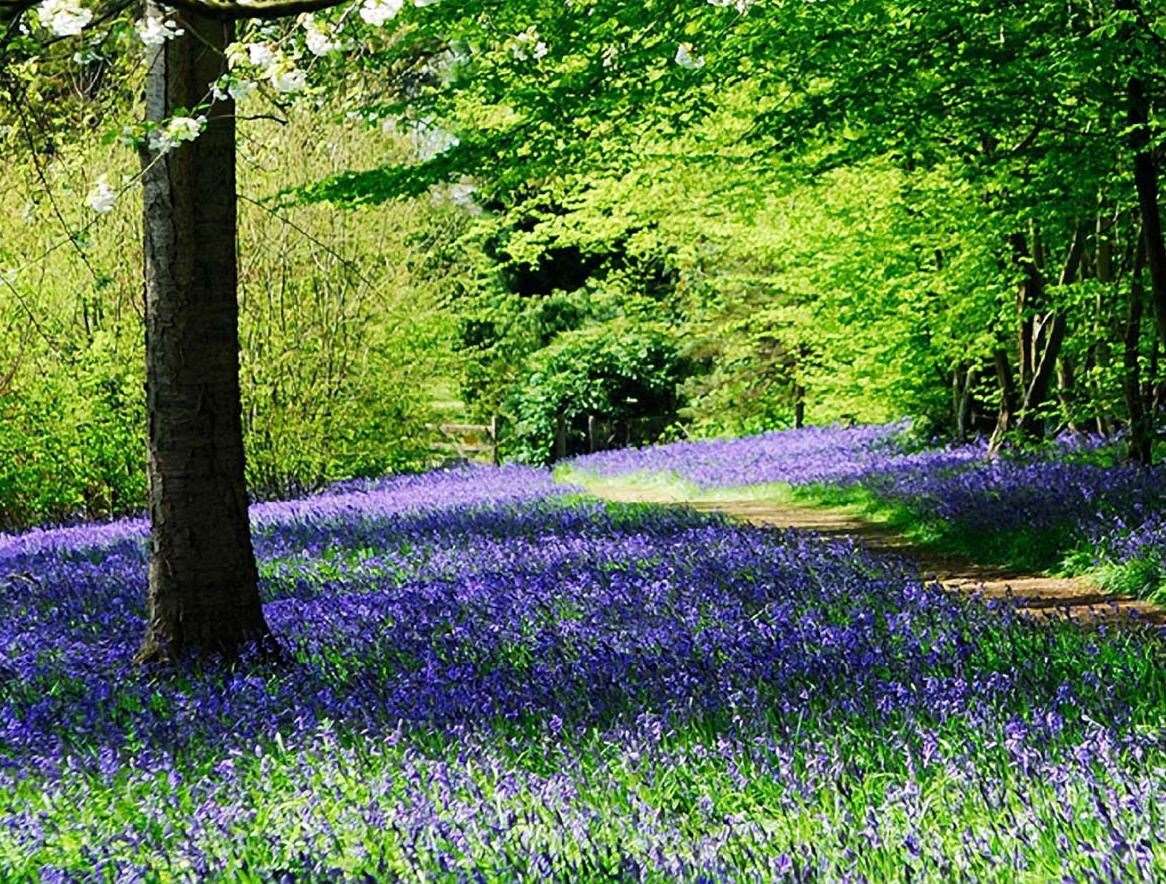 Bluebells at Hole Park