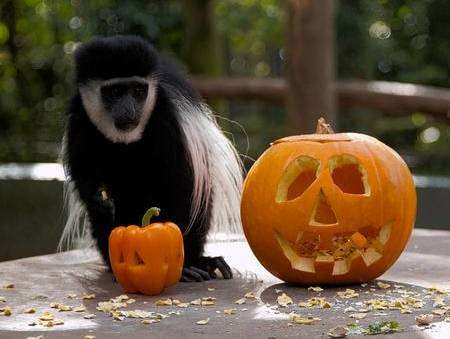 A colobus at Port Lympne Wild Animal Park. Picture: Dave Rolfe.