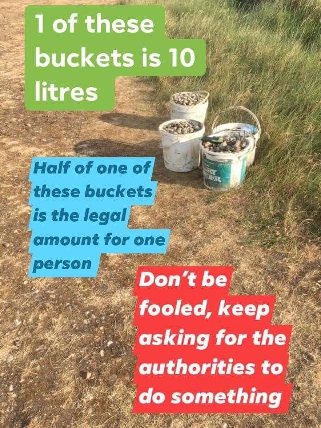 Half a bucket: how many cockles you can take home per day