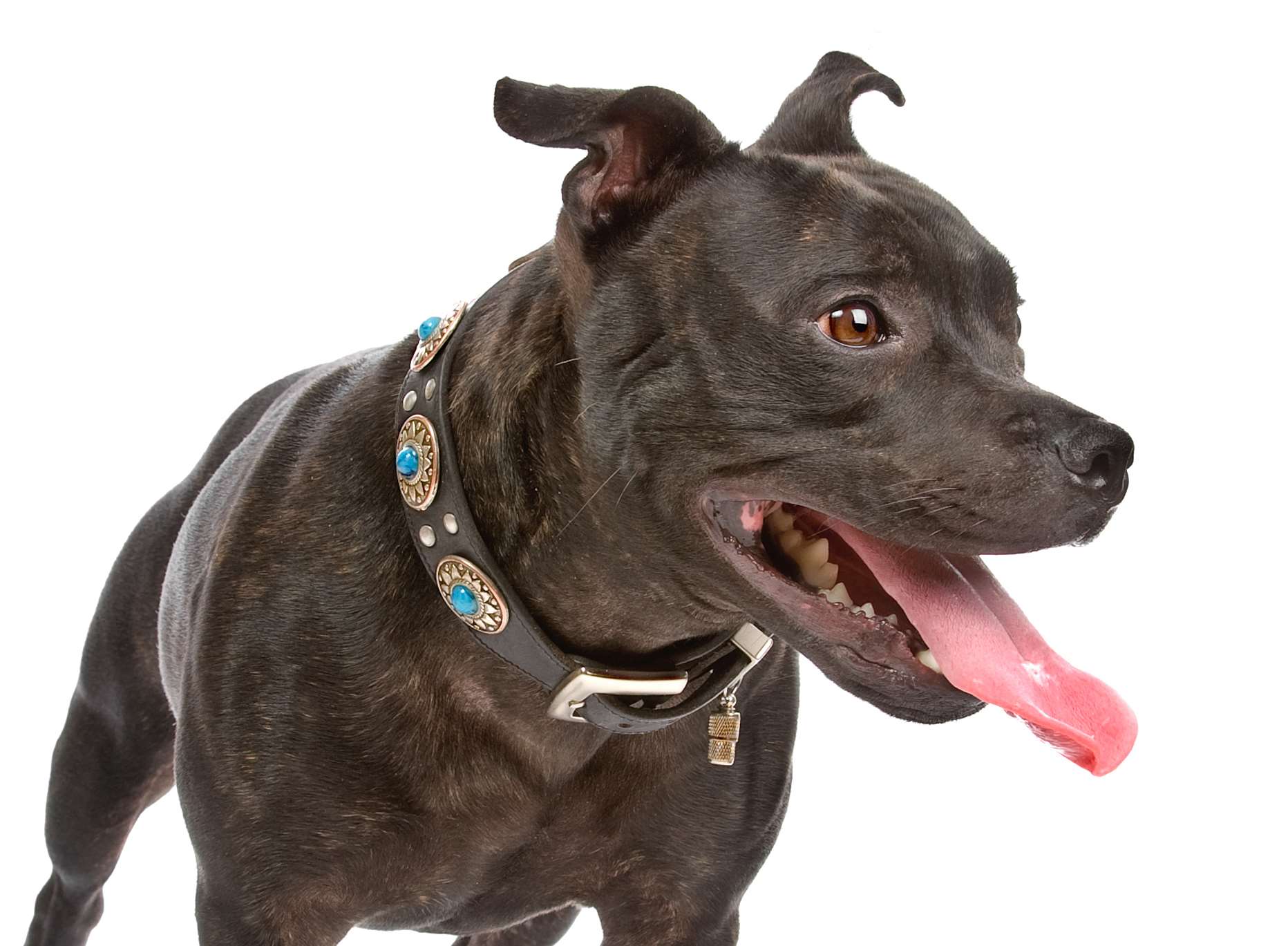The dog was a Staffordshire cross similar to this one. Stock image.