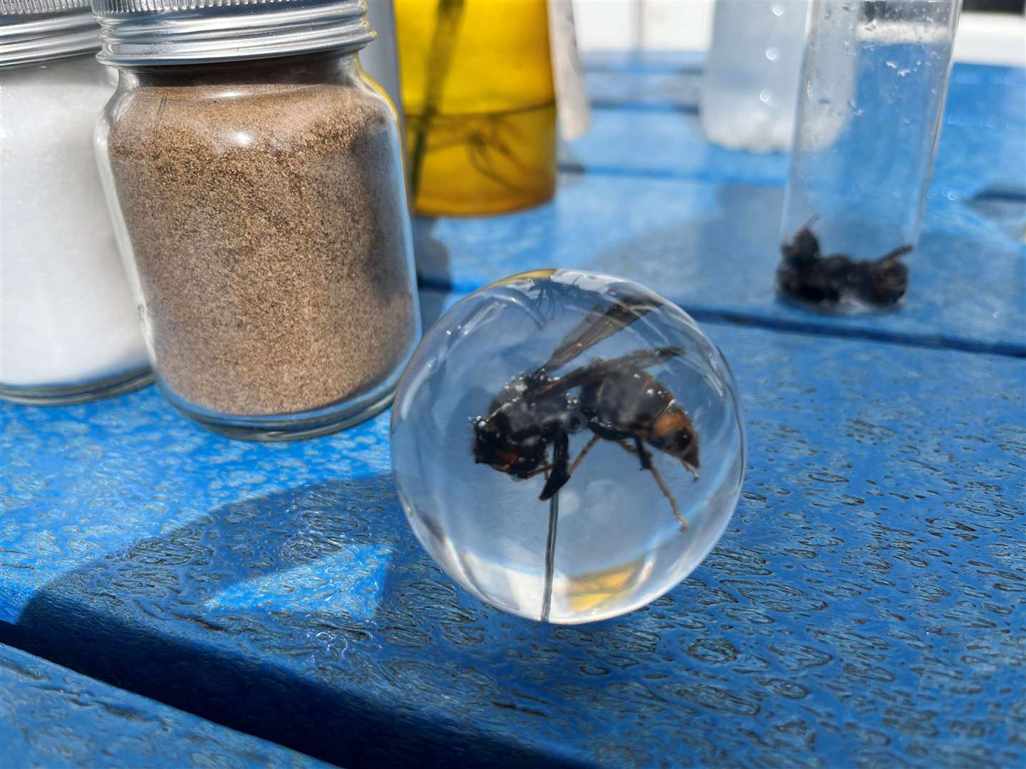 Mr Down has had several Asian hornets preserved to show people what they look like