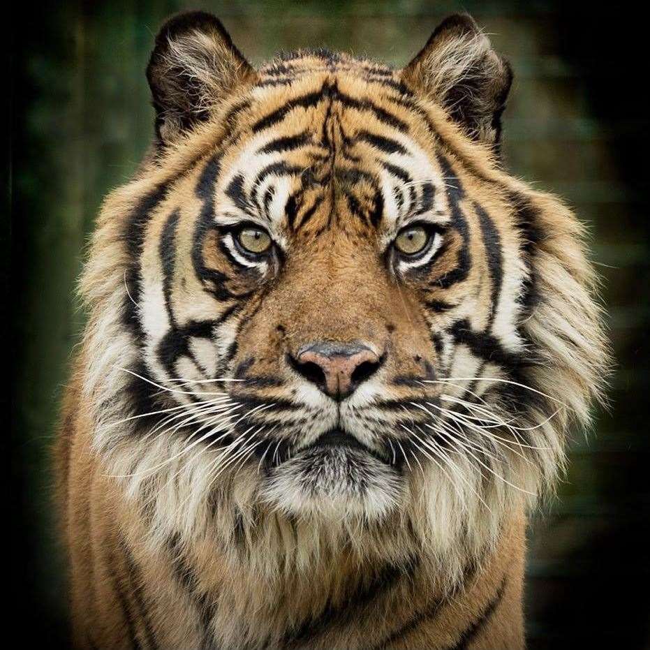 A sanctuary spokesman said the 'iconic' tiger would be 'sorely missed'. Photo: Big Cat Sanctuary