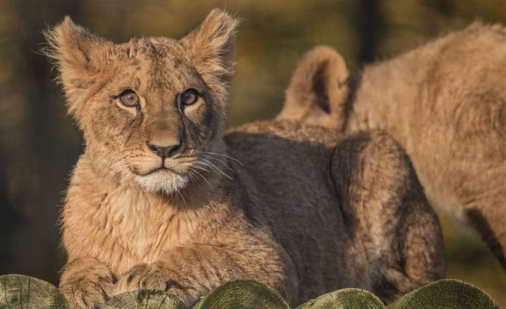 Howletts’ lion cubs will be rehomed in South Africa this summer. Picture: Aspinall Foundation