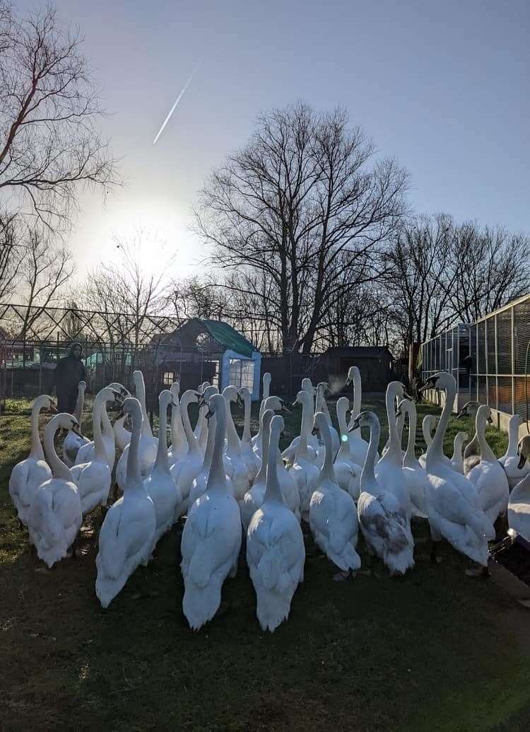 The swans lookimng much healthier in the care of the Swan Sanctuary. Picture: Swan Sanctuary.