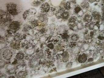 The mould found at the bottom of an under-bed drawer