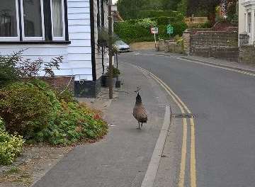 A peahen evades capture in Hollingbourne