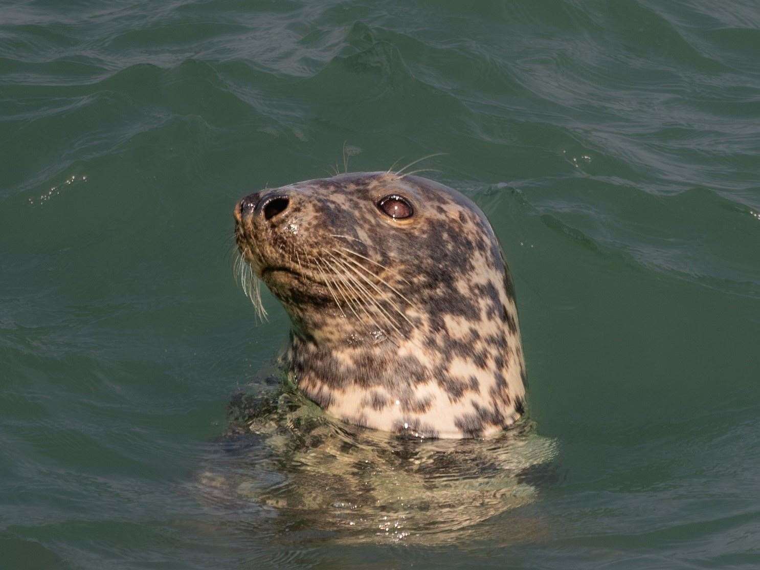 Miss Read caught this stunning picture of a seal at Folkestone earlier this month