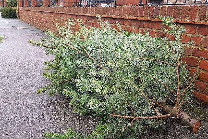 Christmas trees pictured in Canterbury this week