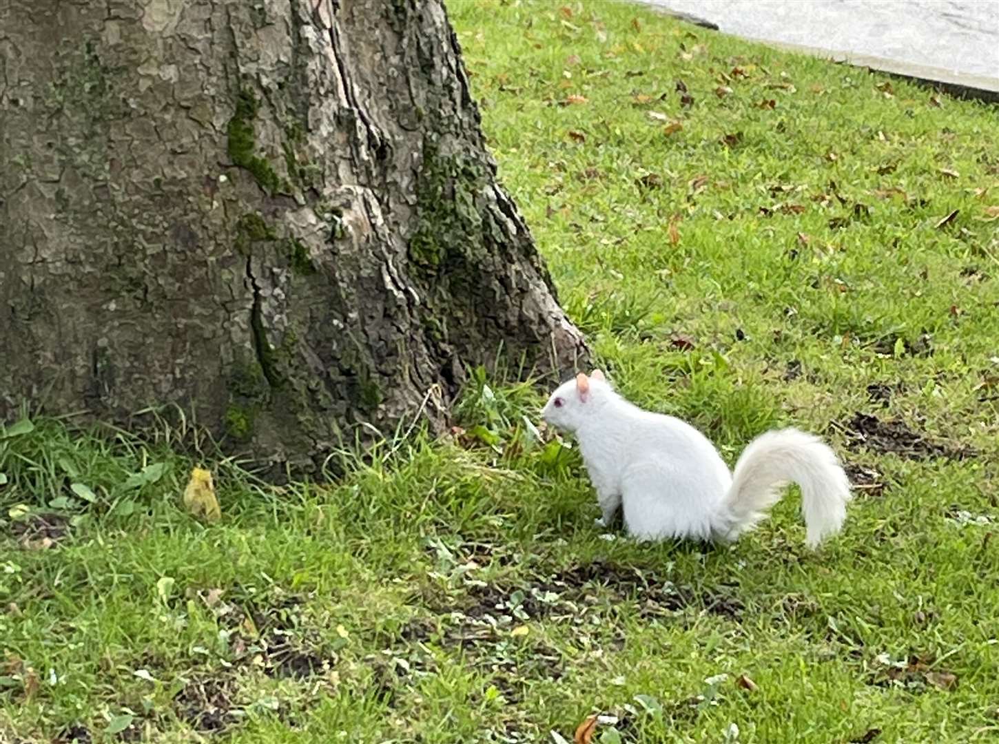 Albino squirrels have been spotted in Chatham cemetery grounds on numerous occasions now. Picture: Lewis Keemar