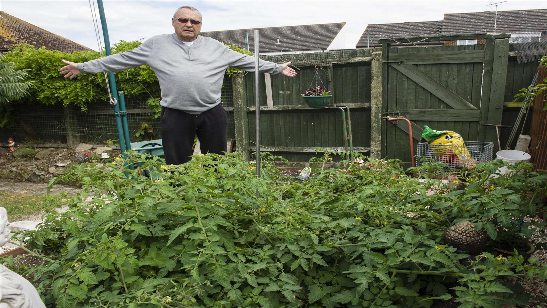 Is this the biggest tomato plant in Britain? Picture: Andy Payton