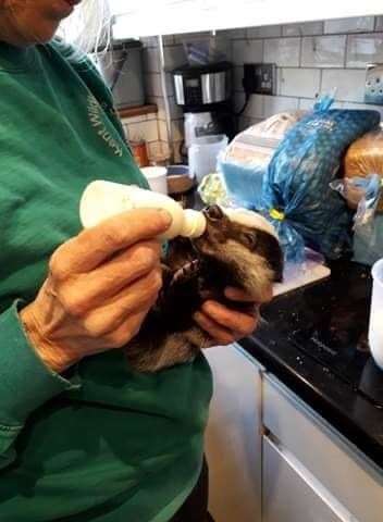 Bernard the baby badger gets a feed with a bottle at the Sheppey-based Kent Wildlife Rescue Service