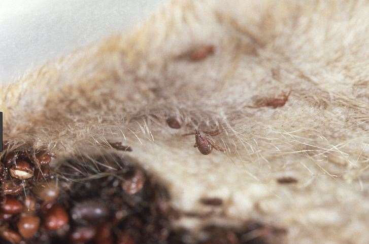 A tick infestation can be uncomfortable for pets and wildlife - and spread diseases. Picture: Google