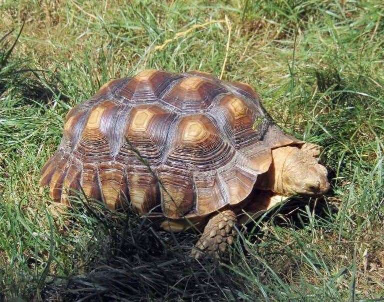 Timmy the tortoise was stolen from Kent Life on Sunday, November 6