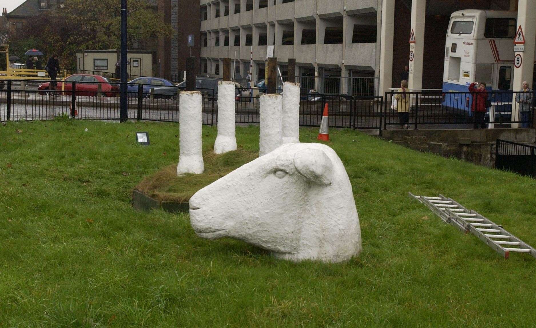 The sheep still lives on – despite this predicament it found itself in on a return, to a different location, in the county town. Picture John Wardley