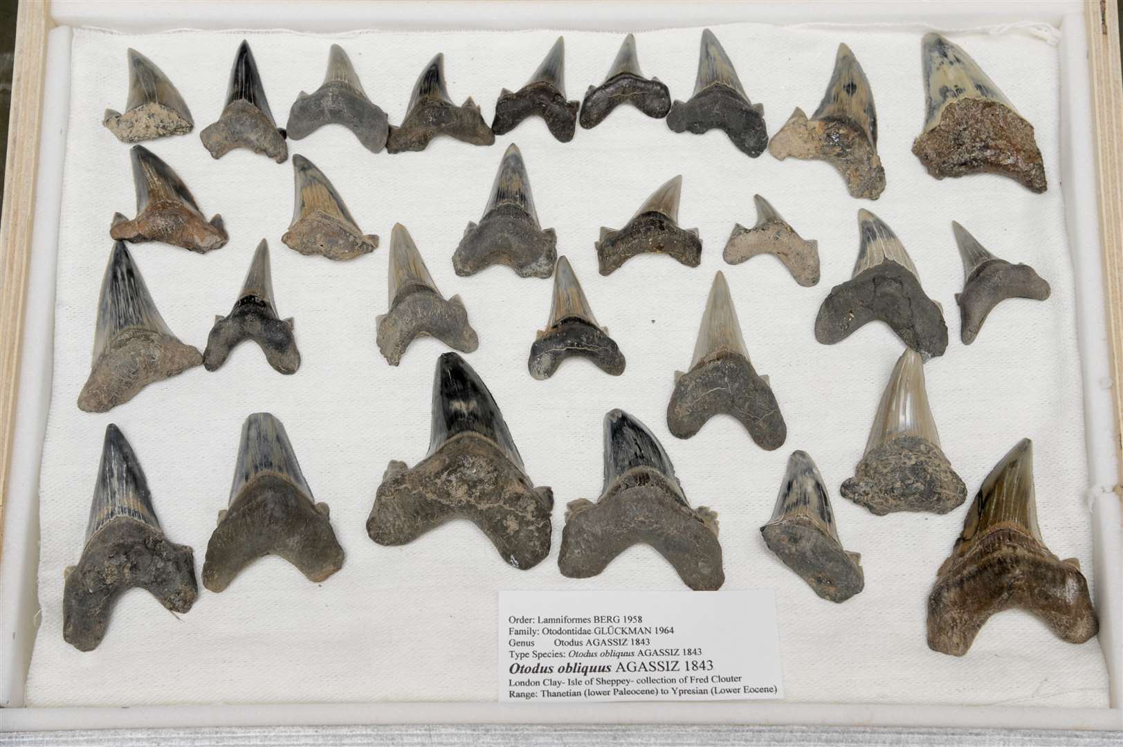 The shark teeth collection of Fred Clouter, of Minster, Sheppey