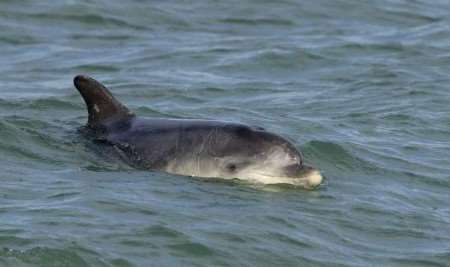 CELEBRITY: Dave the dolphin swimming off the Kent coast. Picture courtesy www.terrywhittaker.com