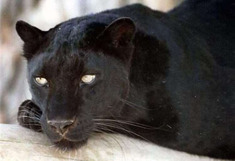 A large animal, thought to be a 'black leopard', was spotted near several Kent towns over the years. Picture: Neil Arnold