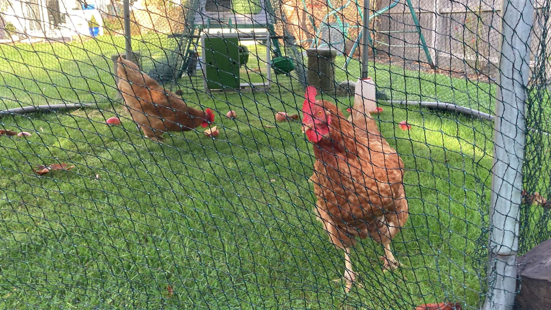 Chickens not enjoying Defra's 'flockdown' to counter bird flu. Picture: John Nurden