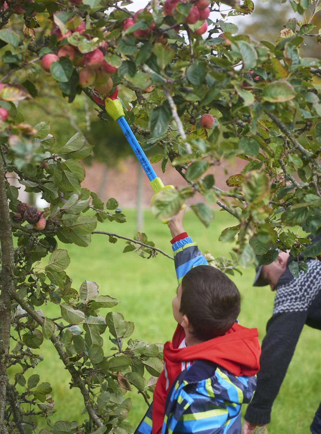 Picking apples in the orchard on Apple Day