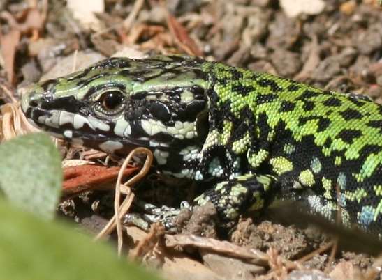 Common wall lizard. Picture: Paul Lambourne