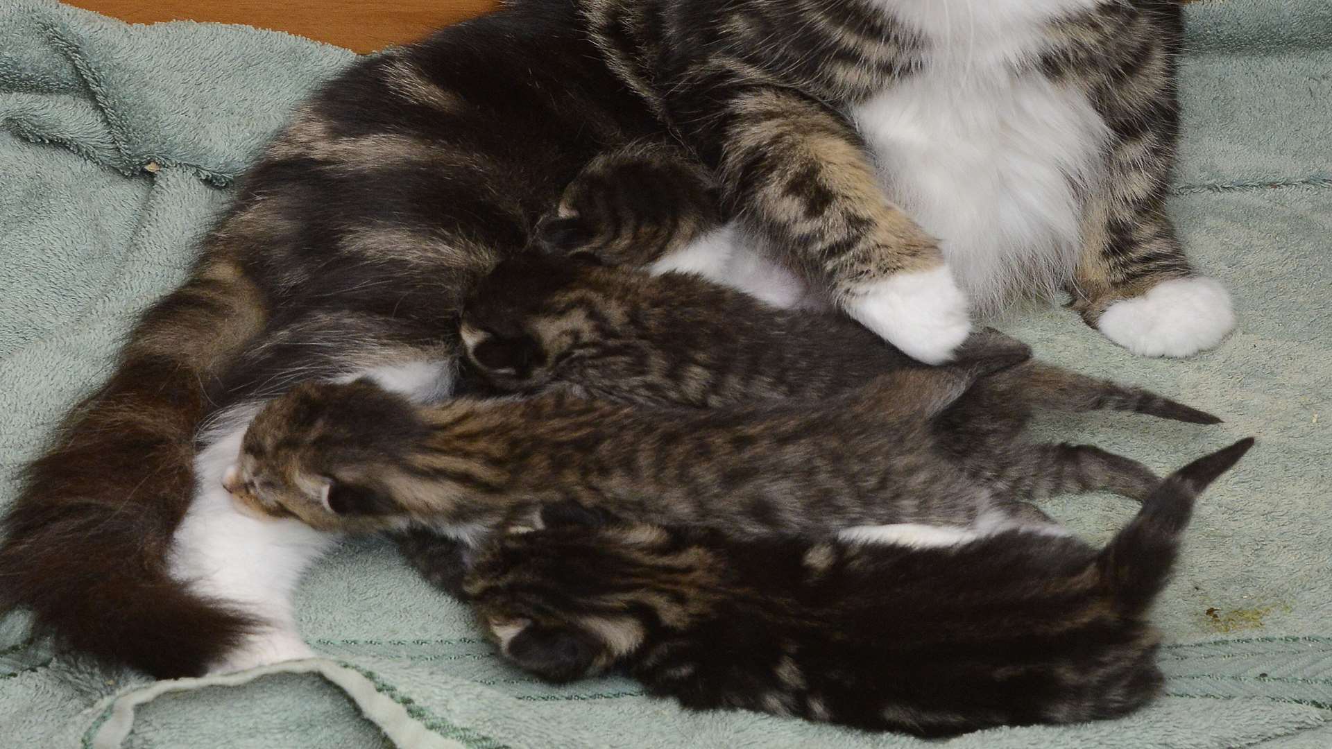 Mum Princess with her six-day-old kittens. Picture: Paul Amos