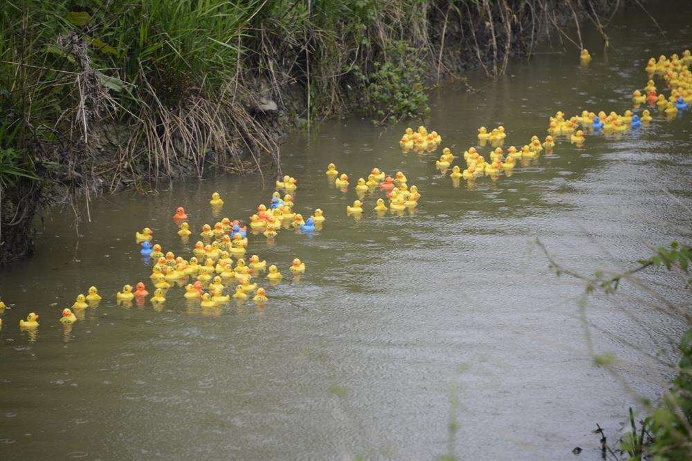 The ducks head for the finish line at the annual Smarden duck race.