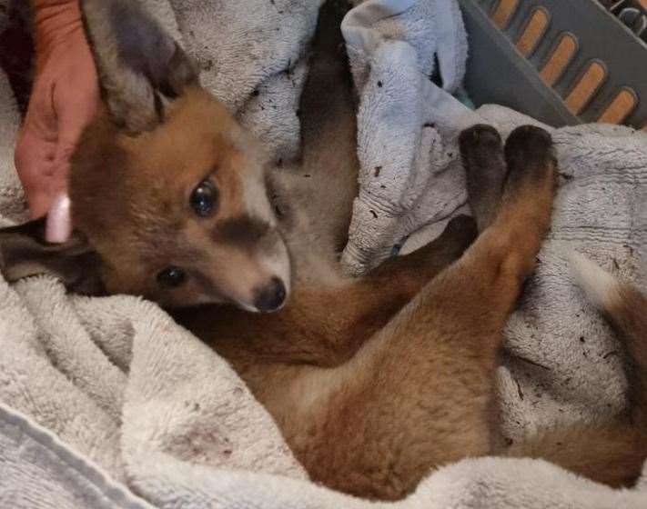 The fox cub that had to be put down