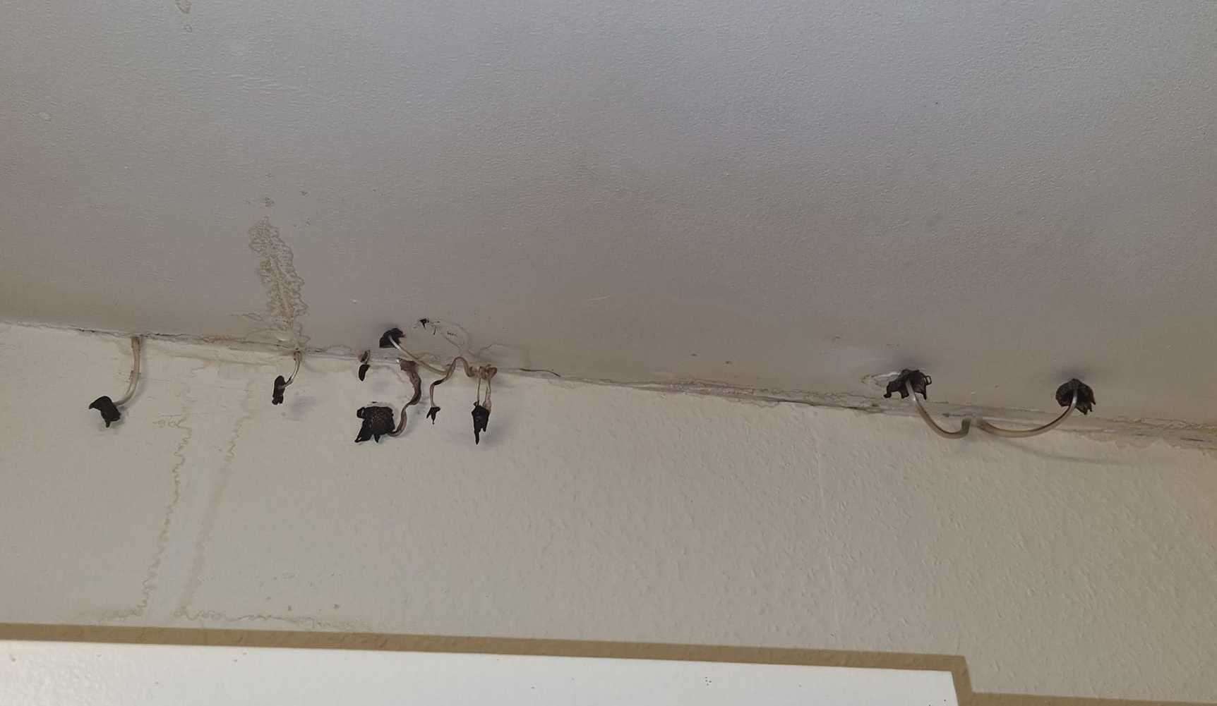 A Margate woman says she is "living in hell" after mushrooms started sprouting from her kitchen ceiling. Picture: Sarah-Jane Knight