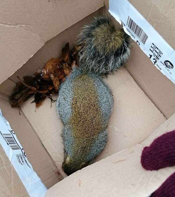 Three teenagers were spotted 'torturing' a squirrel in Ashford's Victoria Park after coaxing it out of a tree with a catapult in December. Picture: Deb Sharpe