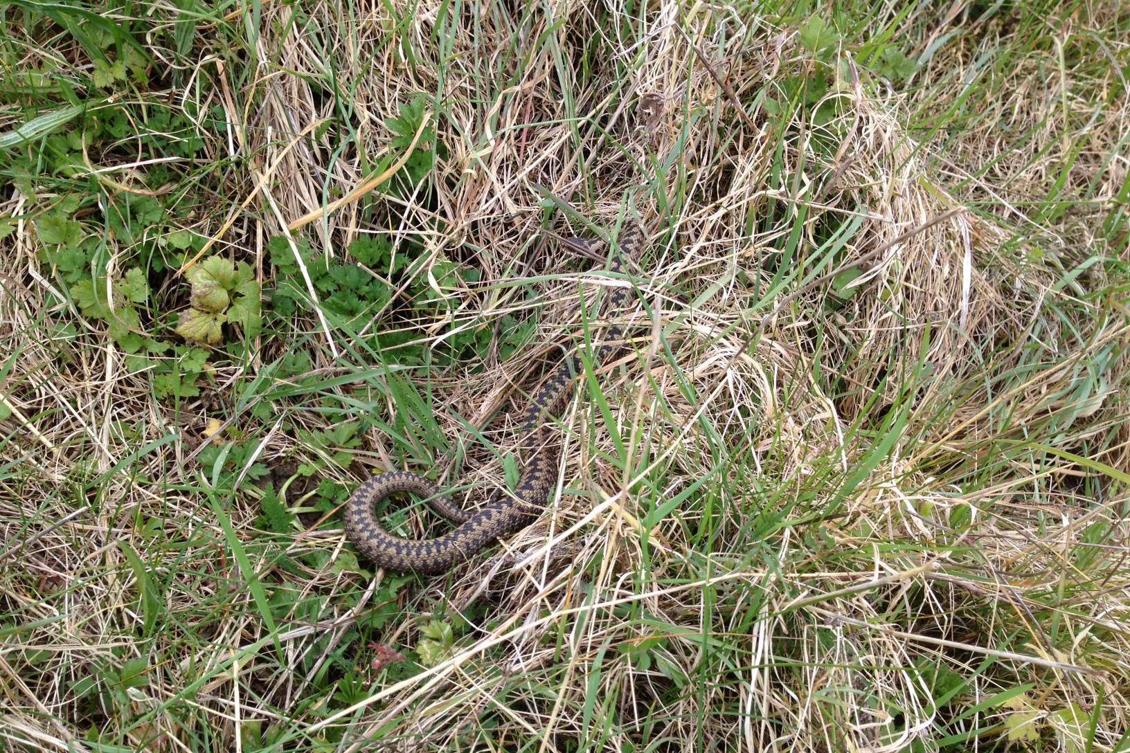 An adder in the grass at Furfield in Boughton Monchelsea