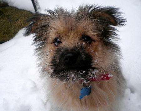 Katie Blench's dog Billy enjoys the snow in the garden of her home in Nelson Road, Gillingham