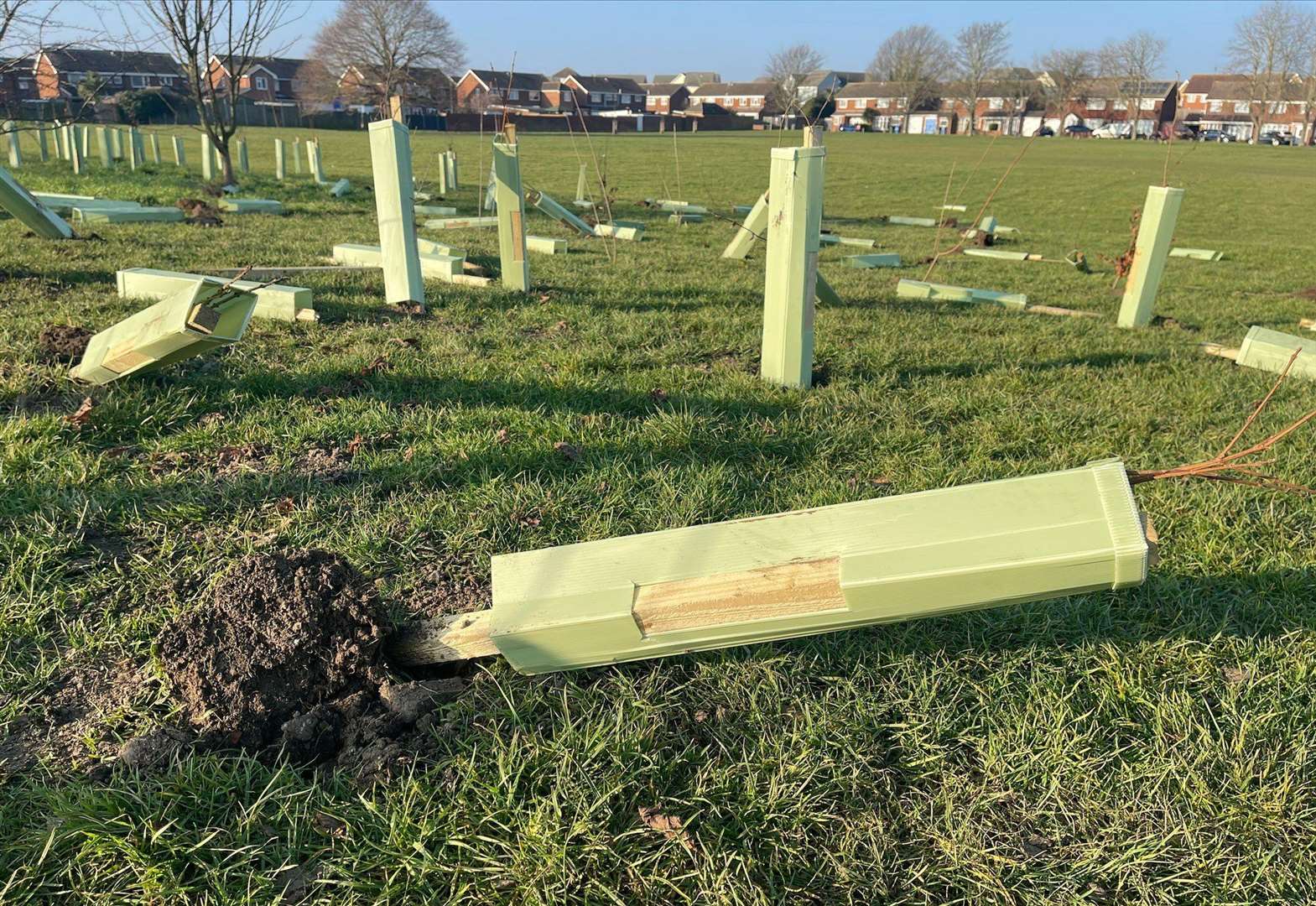 Around 60 trees were torn from the ground. Picture: Swale Borough Council