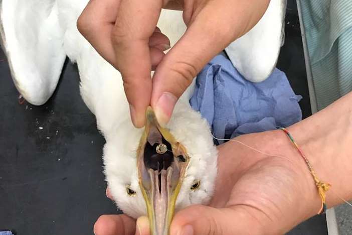The gull had hooks embedded in its mouth. Pic: RSPCA