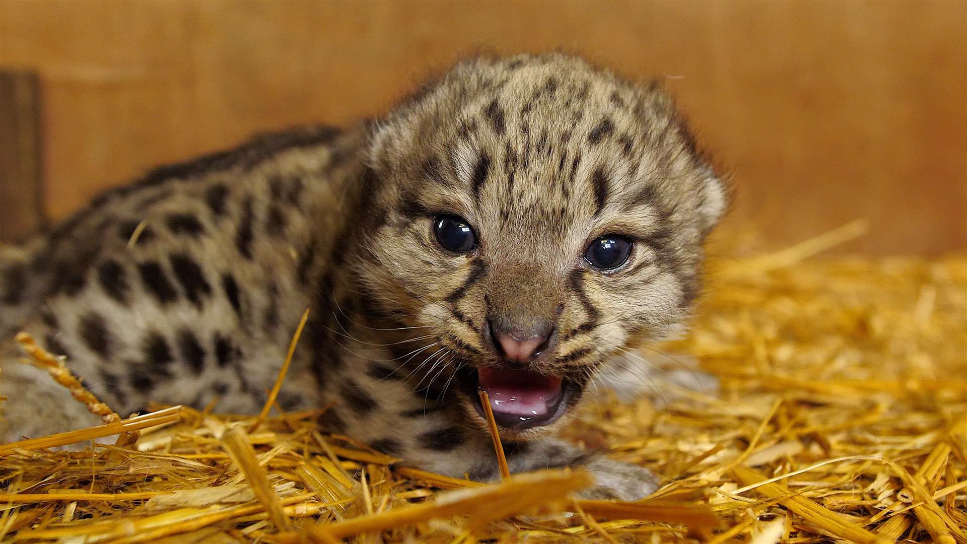 The cub is yet to be named. Photo: Big Cat Sanctuary