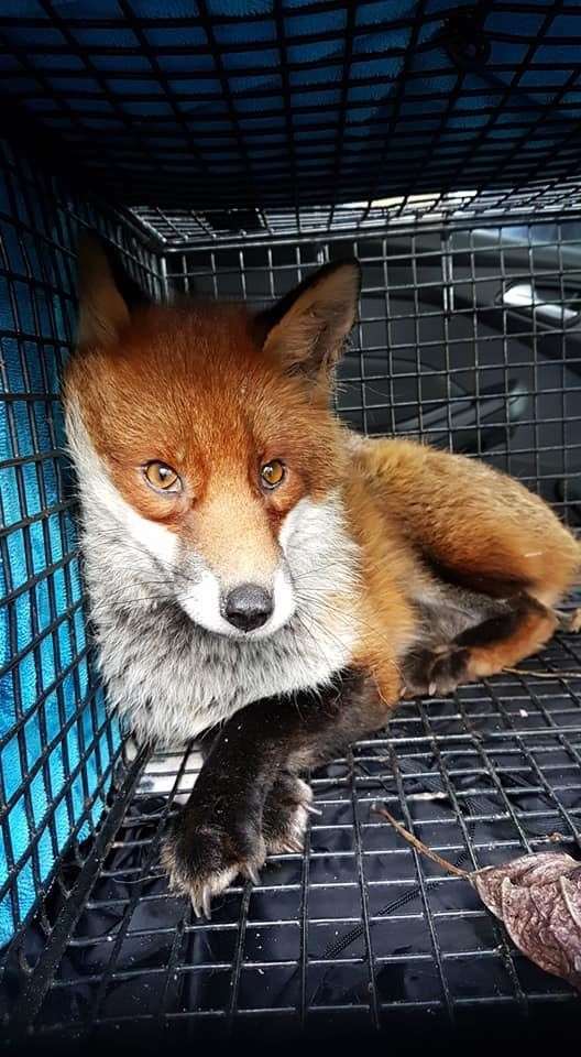 Animals Lost and Found in Kent were also part of the Fox Project. Picture: ALFIK