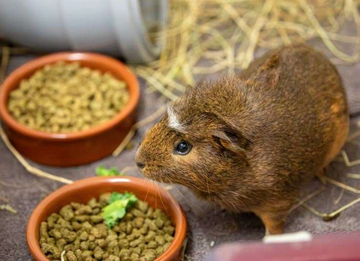 Tristian Hogben wanted to be freed from prison to look after his guinea pig “farm”. Library picture: RSPCA